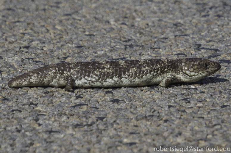 big skink